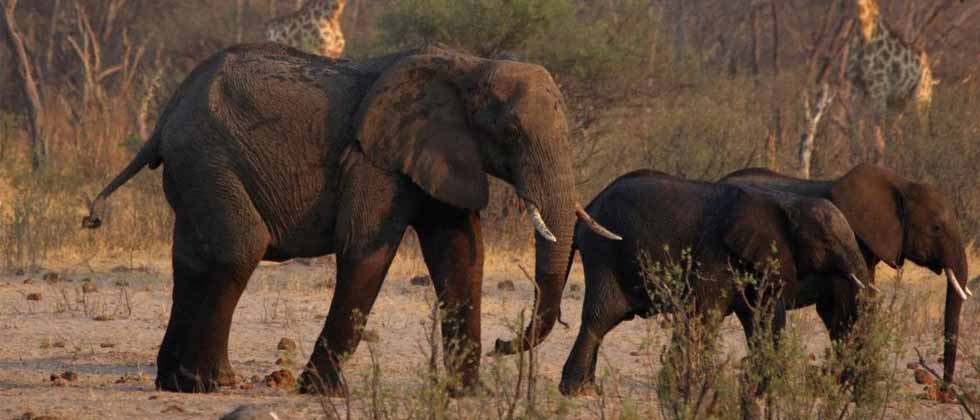 Namibia sacrificará a más de 700 elefantes y otros animales para alimentar a su población