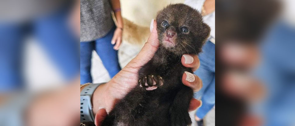 Rescatan cría de gato zonto que una familia lo mantenía como mascota