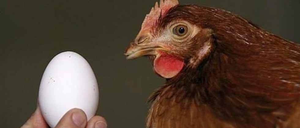 ¿El huevo o la gallina?: Inteligencia Artificial resuelve este dilema de más de mil años