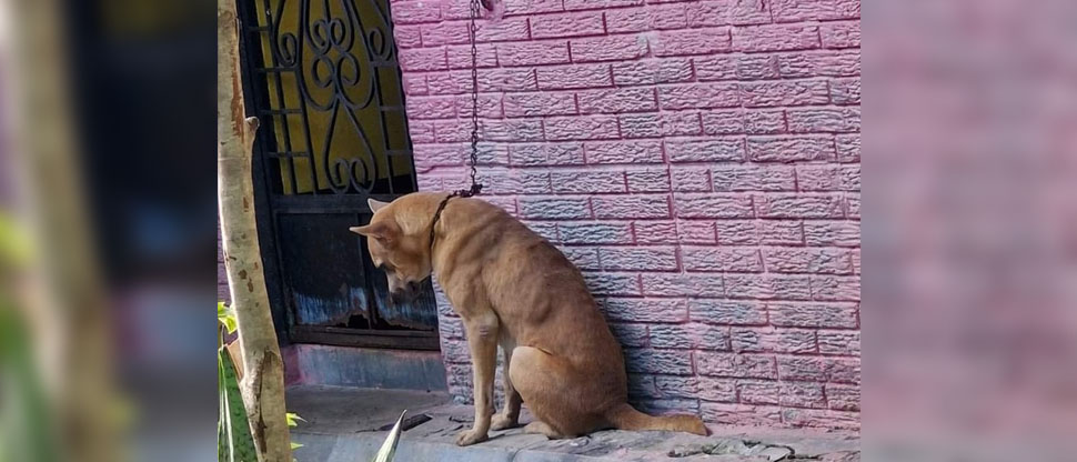 IBA responde denuncia de perrito encadenado afuera de una vivienda en Soyapango