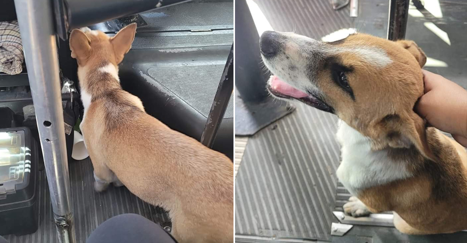 Denuncian a mujer que abandonó a una perrita en un bus de la Ruta 2C