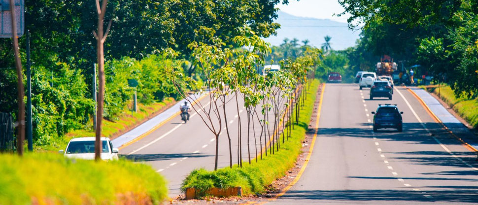 MOP reforestará 9km del bypass de Usulután