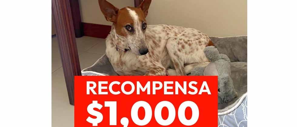 Familia ofrece mil dólares de recompensa por su perrita