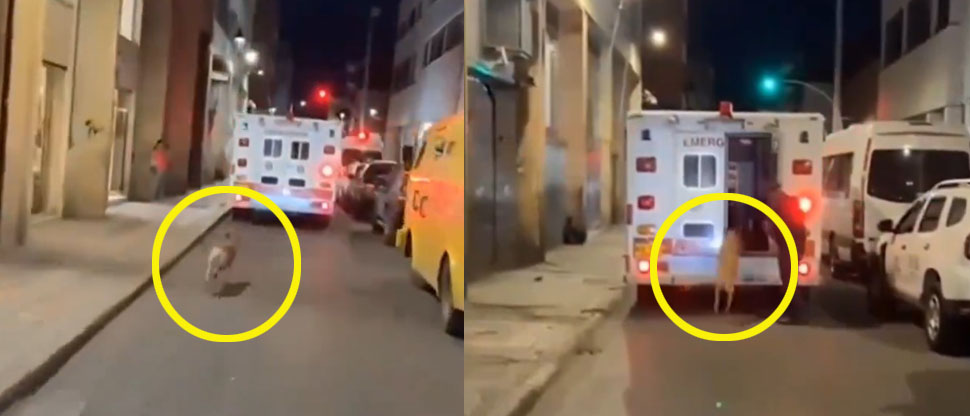 Perrito se hace viral por seguir una ambulancia donde trasladaban a su amo