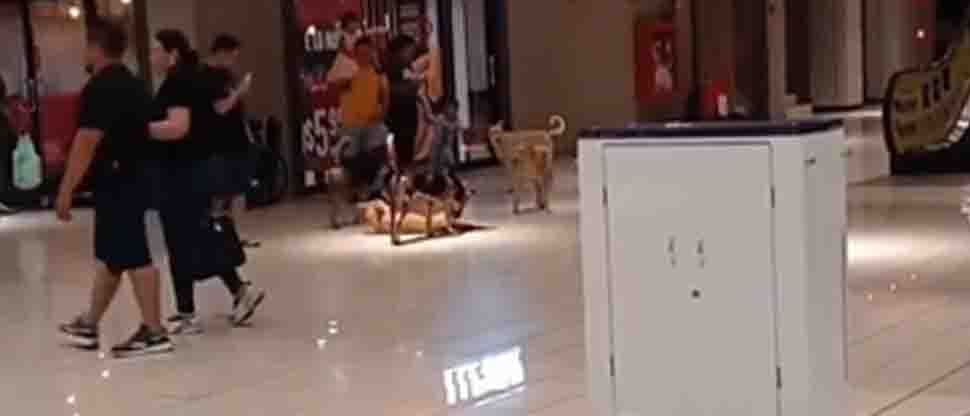Perritos se refugian de la lluvia en un centro comercial de Santa Ana