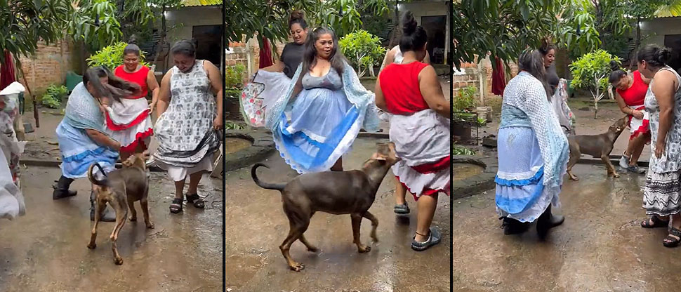 Perro arruina demostración de danza folclórica de creadoras de contenido