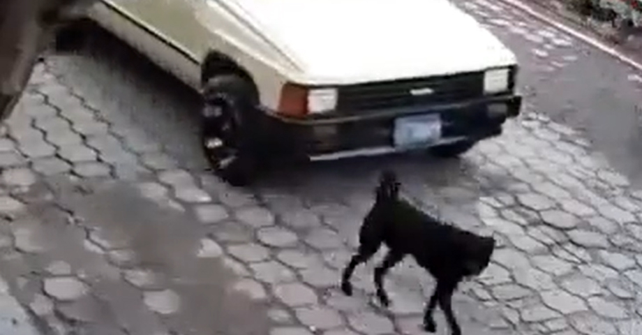 Denuncian a sujeto que atropelló a un perro y lo dejó mal herido en Aguilares