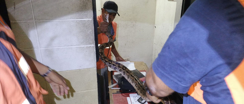 Familia se lleva tremendo susto al encontrar en su vivienda una culebra