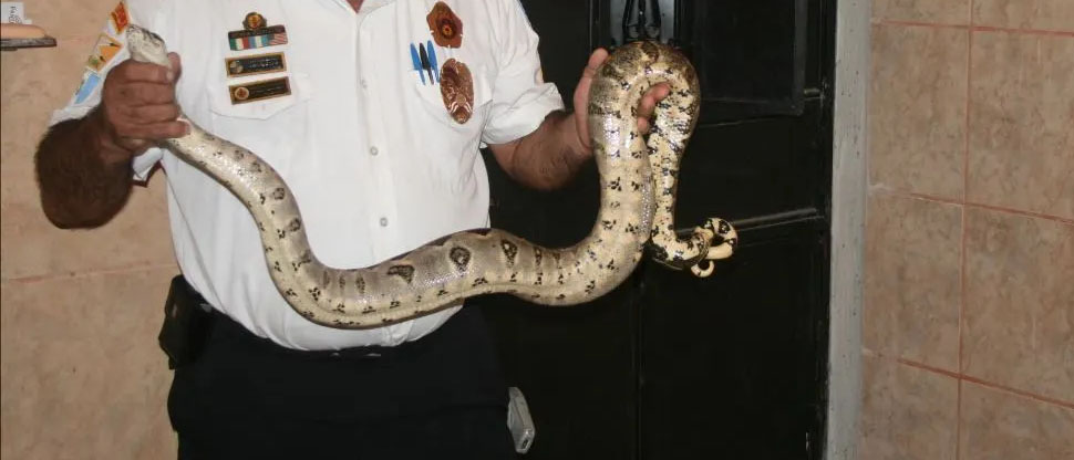 Hombre ocultaba en su casa una serpiente peligrosa como “mascota” exótica