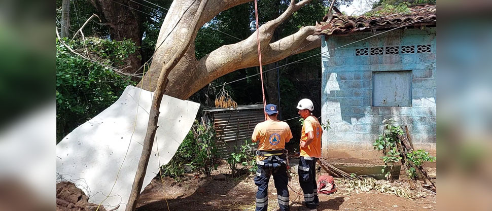 Protección Civil realiza remoción del árbol que cayó sobre una vivienda en La Unión