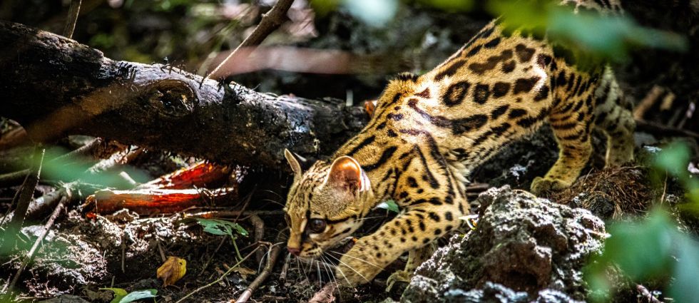 MARN implementa monitoreo permanente con fototrampeo para proteger felinos y sus ecosistemas