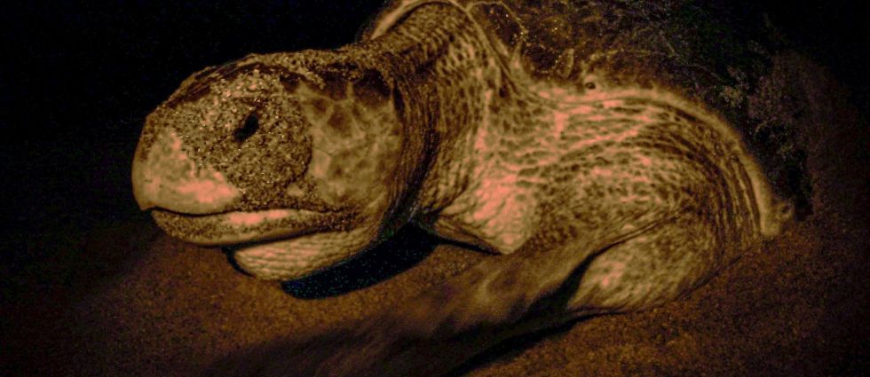 Monitoreo nocturno del MARN da sus primeros frutos con la anidación de un tortuga golfina