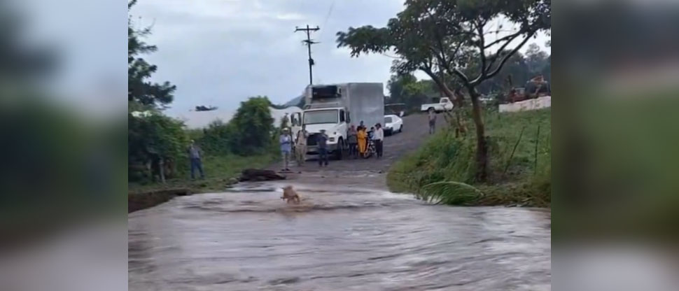 Honduras: Perrito se salva de fallecer arrastrado por la crecida de un río