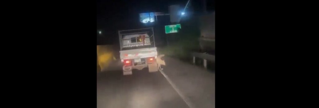 Denuncian a conductor por llevar «colgado» a un perrito en Ilopango