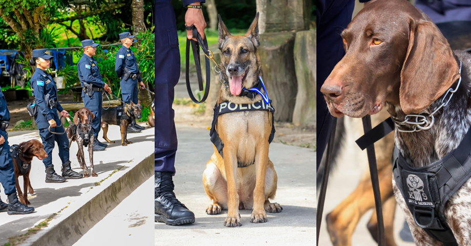 Entregan reconocimientos a binomios de la Escuela Canina de la PNC en su 30ª Aniversario