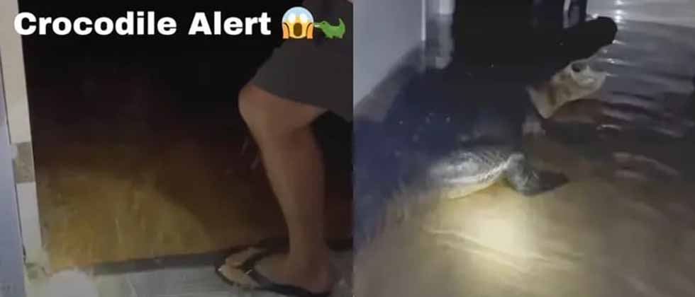 Video: Familia encuentra cocodrilo en la sala de su casa tras huracán