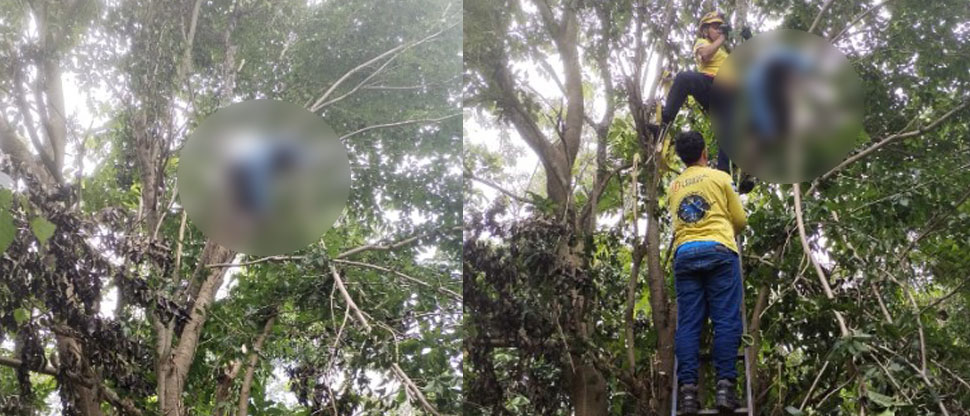 Hombre fallece electrocutado mientras podaba un árbol en el interior de una Iglesia