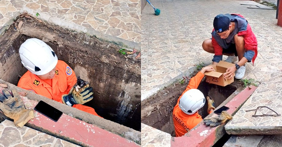 Bomberos se visten de héroes y salva a un gatito que cayó en una alcantarilla