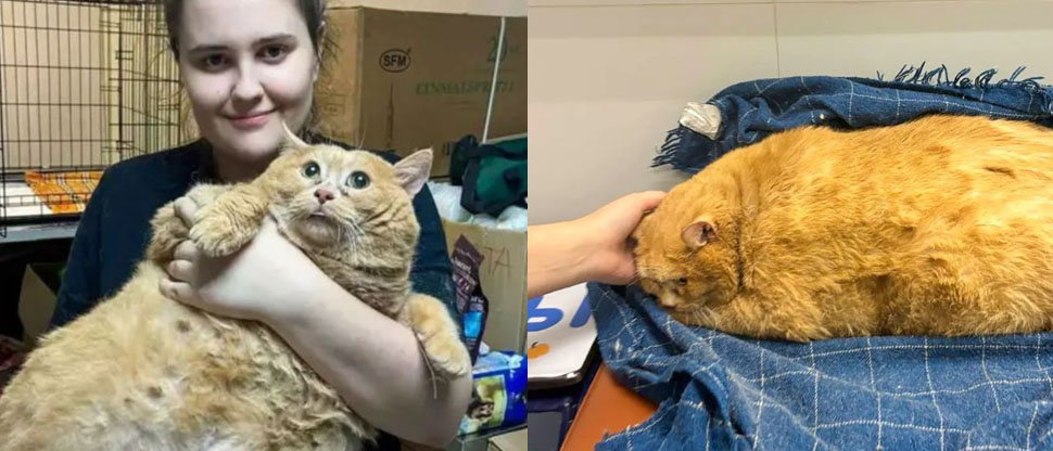 RUSIA: Muere el gatito más gordo del mundo tras ir a un campamento para bajar de peso