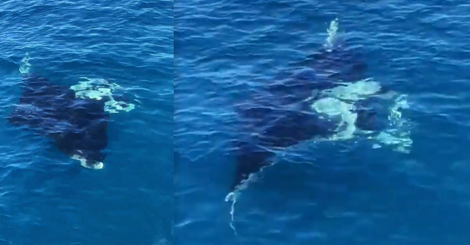 Reportan avistamiento de una mantarraya en costas salvadoreñas