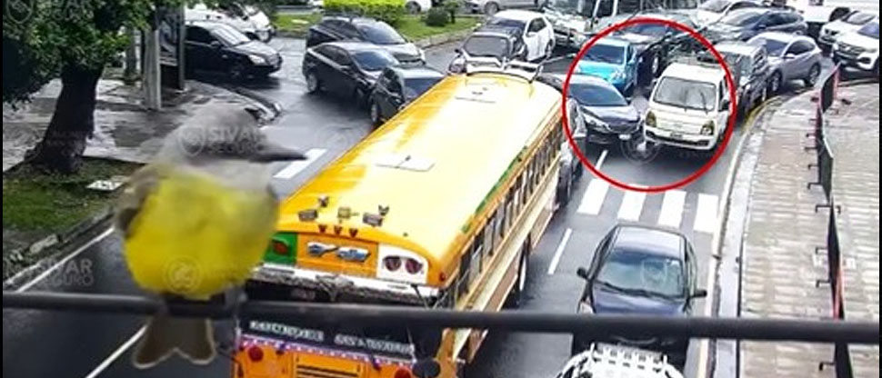 Pajarito se luce frente a las cámaras mientras conductores imprudentes provocan leve choque