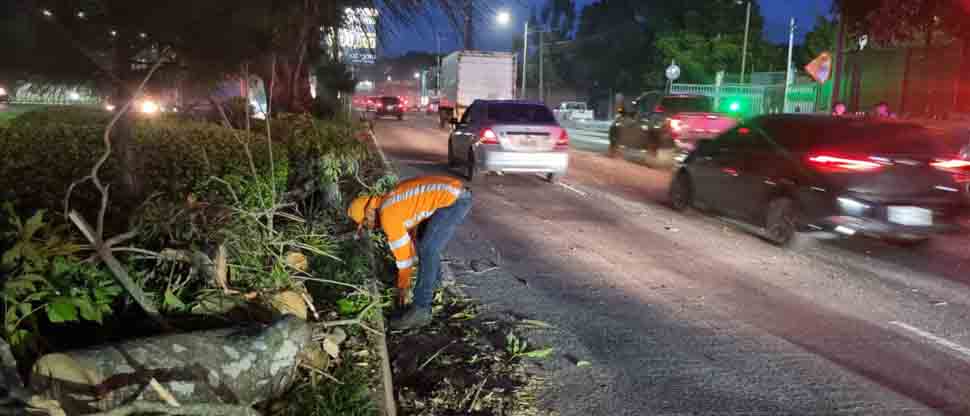 Habilitan el paso vehicular tras caída de árbol en la carretera Panamericana