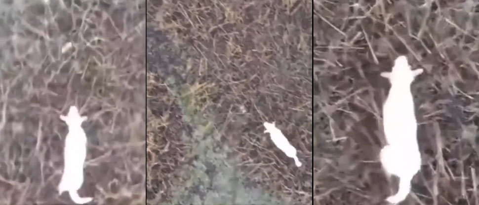 INGLATERRA: Utilizan un drone para rescatar a una perrita que quedó atrapada en una zona pantanosa