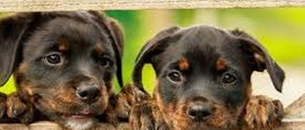 Brasil: niño ingresa a veterinaria y acaba con la vida de más de 20 animales