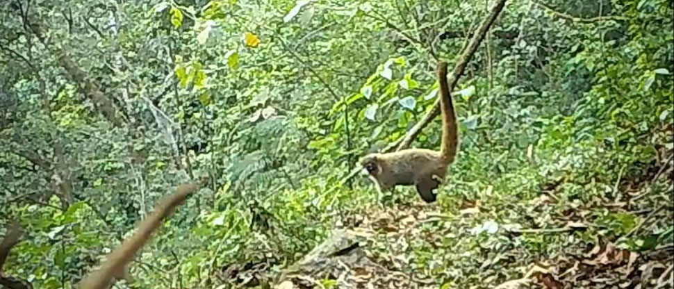 Cámara capta a manada de pezotes en una de las Área Natural Protegida