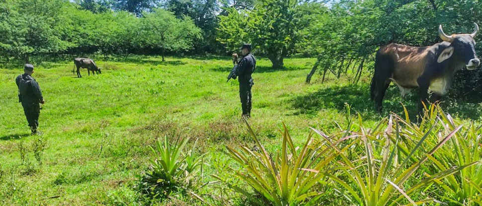 PNC previene delito de hurto de ganado en San Vicente