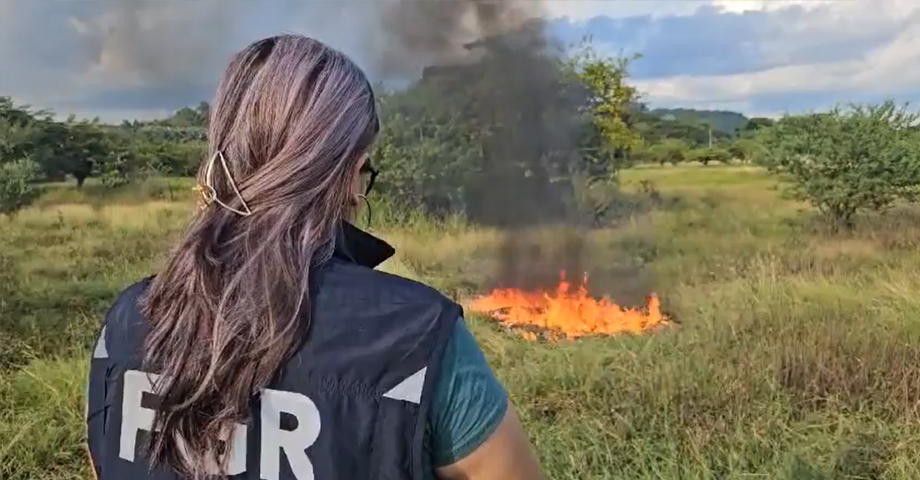 Destruyen más de $60 mil en distintos tipos de drogas decomisados en distintos operativos