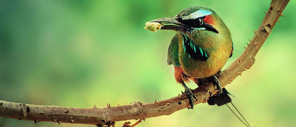 Hoy se celebra el día del Torogoz, ave nacional de El Salvador