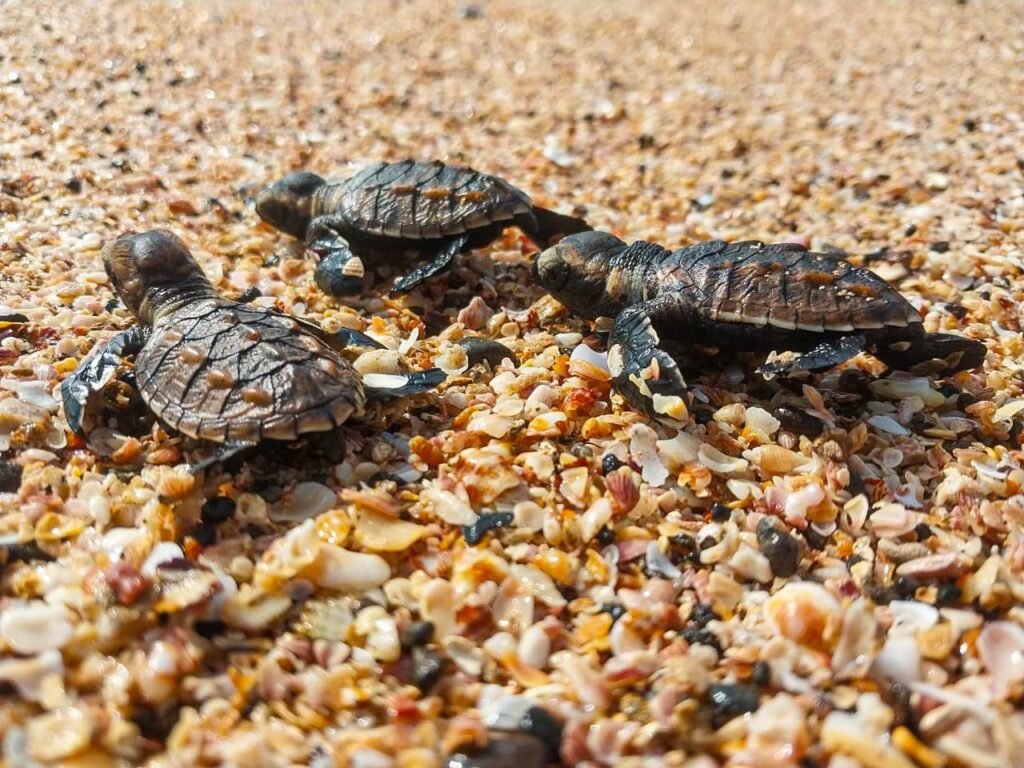 Nace la primera nidada de tortugas Carey en vivero de incubación