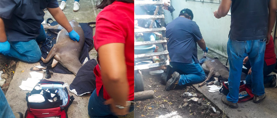 Rescatan a venado maltratado por hombre en Santa Ana