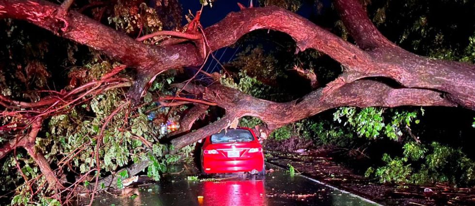 Tres personas se salvan de milagro tras caer un enorme árbol sobre auto en el que se conducían
