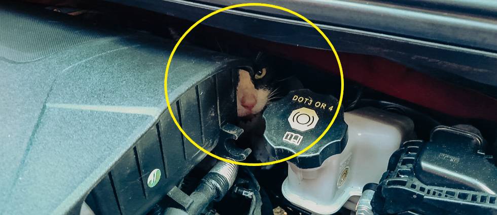 Rescatan a gatito que estaba atrapado en el motor de un vehículo en San Salvador