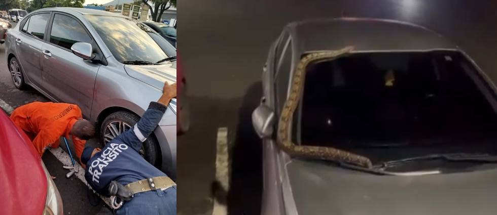 Captan a enorme serpiente sobre el parabrisas de un auto estacionado en una gasolinera de Colón