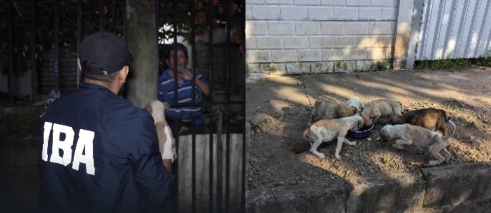 Imponen 7 sanciones a sujeto que descuido y tenía en riesgo a sus perritos