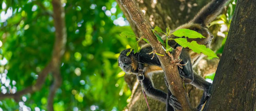 Rescatan a mono araña que pasó más de 16 años en cautiverio