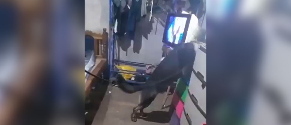 Este es el instante cuando agente canino encuentra alucinógenos durante allanamiento 