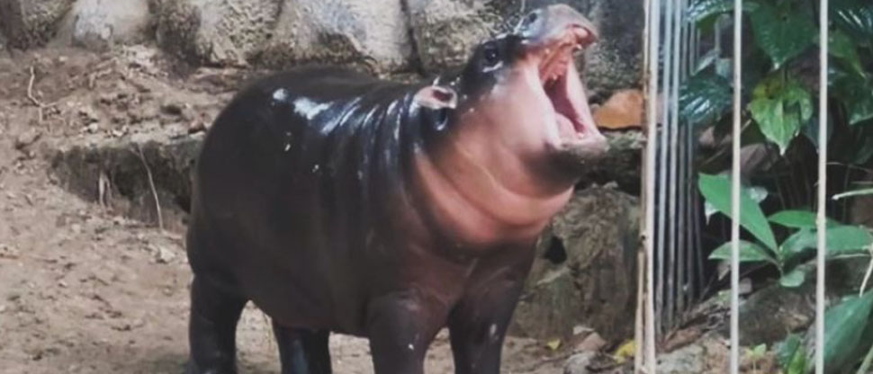 Él es Moo Deng el hipopótamo bebé que predijo la victoria de Donald Trump