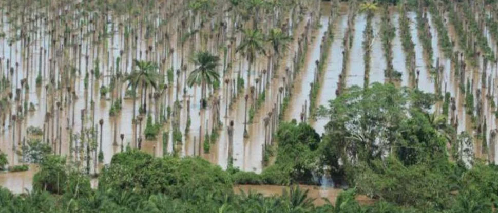 HONDURAS: Ganaderos afectados por tormenta Sara piden ayuda