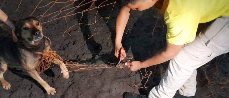 Todo un rompe redes: Liberan a perrito travieso que se enredó con la red de una portería de fútbol