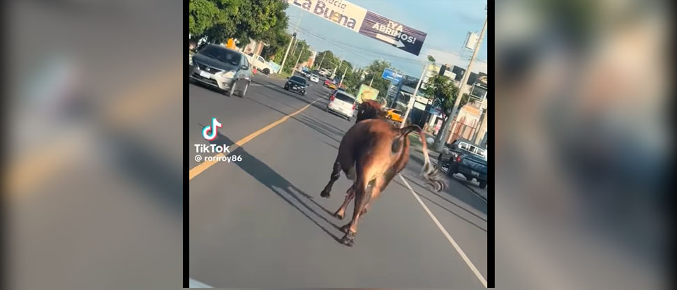 ¿Vaca Lola en el carnaval? Captan a semoviente en importante calle de San Miguel 