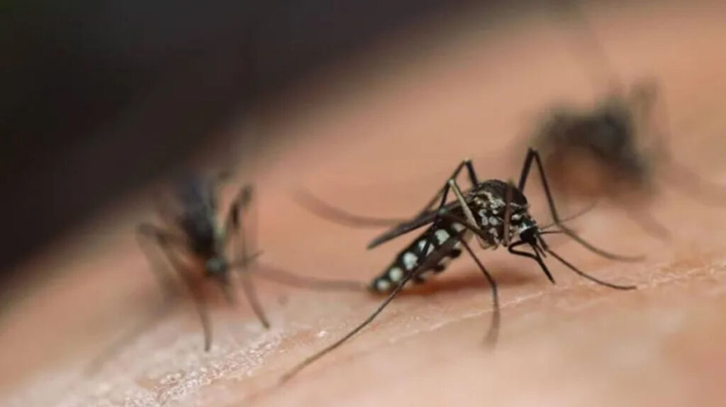 Alerta por el mayor brote de chikungunya en China
