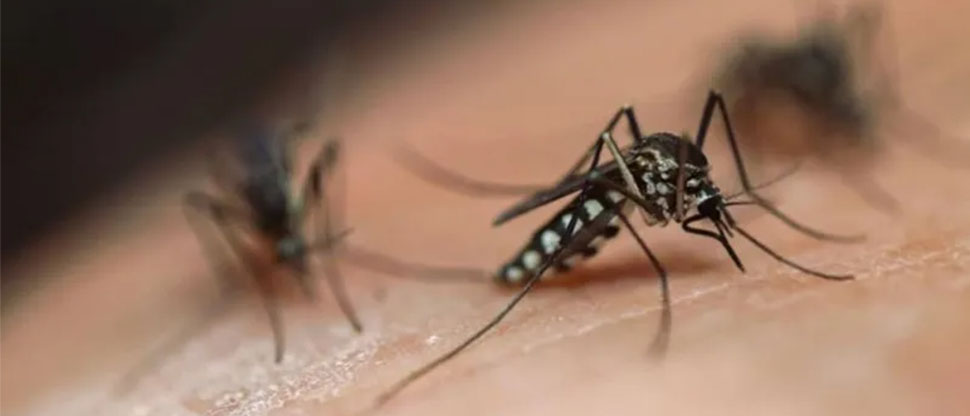 Según OPS Guatemala es el país centroamericano más afectado por el dengue