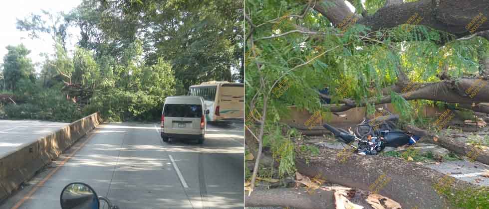 Al menos dos lesionados tras caída de árbol en Sonsonate