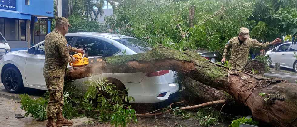 Árbol cae sobre dos vehículos en San Salvador