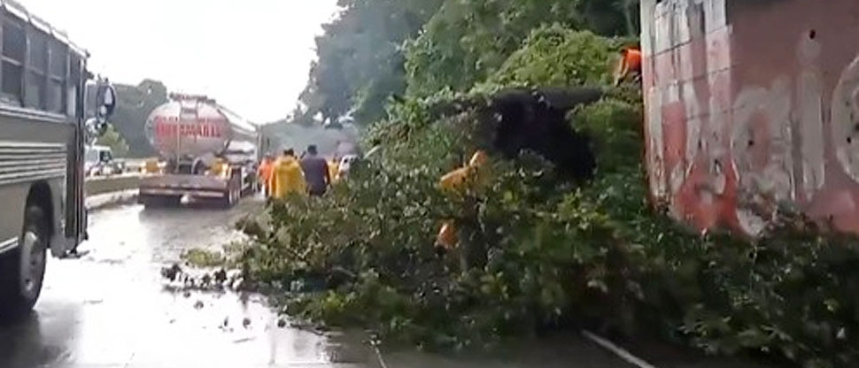 Equipo de Protección Civil trabaja en la remoción de árbol caído en carretera a Sonsonate