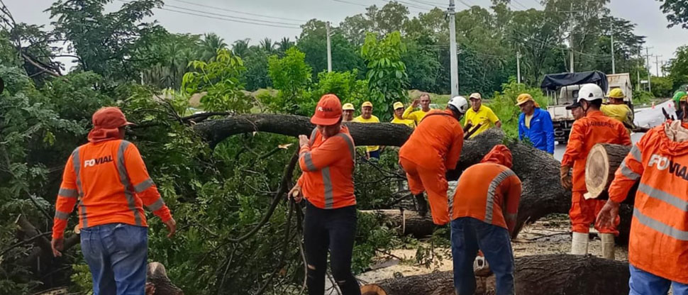 Equipos de Protección Civil remueven árbol de gran magnitud que cedió ante las lluvias